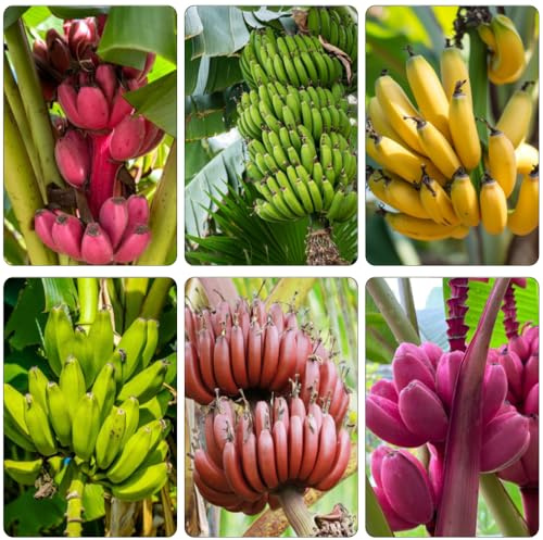 semi di banana - da appartamento esotiche vecchie varietà di da interno giardino sul balcone aiuole rialzate biologiche per il giardino resistenti in vaso 40pcs