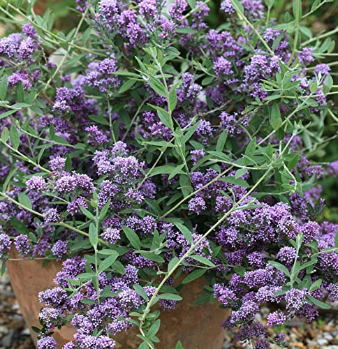 Sommerflieder Unique 30-40cm - Buddleja - Gartenpflanze