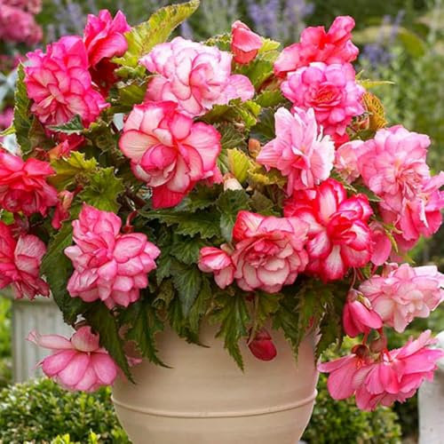3 x Begonia Pendula Pink Wave – Bright & Cheerful Blooms – Summer Flowering Bulb – Perfect for Hanging Baskets – Perennials – for Your Beautiful Garden