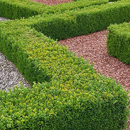 Buxus Sempervirens | Plantas Clásicas de Topiario | Seto de Boj en Maceta (5 Plantas)