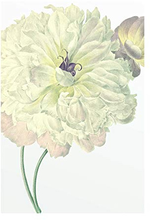 Komar Wandbild | Illustration Dahlia | Poster, Bild, Wohnzimmer, Schlafzimmer, Dekoration, Kunstdruck | ohne Rahmen | P063-50x70 | Größe: 50 x 70 cm (Breite x Höhe), Weiß, Lilla, Grün