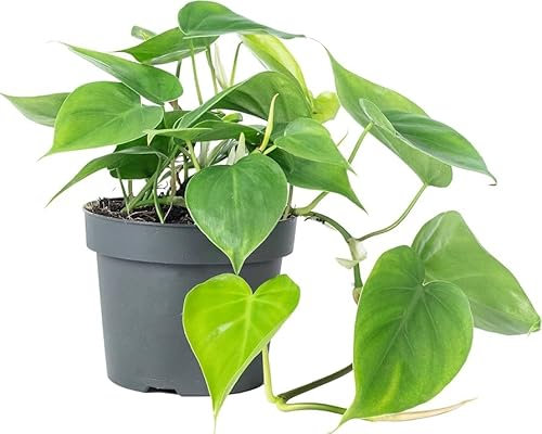 Evergreen Heart Leaf Philodendron Scandens air Purifying Plant in 11cm Pot