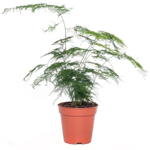 Helecho Plumoso PREMIUM Planta de Interior Natural
