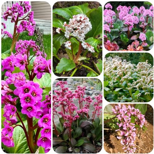bergenia de interior jardín orgánicas cubrir el suelo aire 200semillas