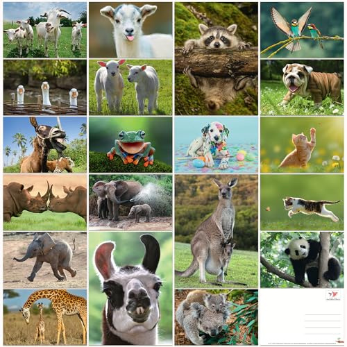 Edition Colibri Set di cartoline con animali, divertenti e carine provenienti da tutto il mondo, per bambini, amici, regali di squadra e postcrossing, fatti a mano, prodotti in Germania, prodotti in