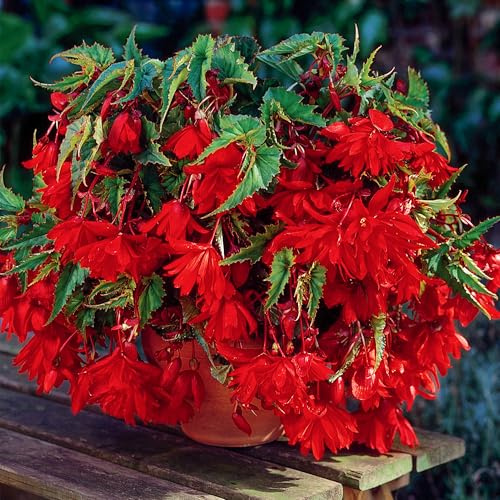 Begonia Pendula Rossa Bulbi da Fiore Estivi per Cesti Pensili e Aiuole