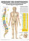 Meridiane u. Dorn Mini-Poster Anatomie 34x24 cm medizinische Lehrmittel