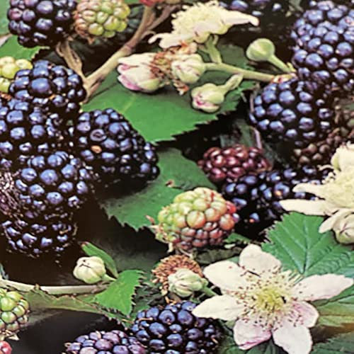 Rubus fruticosus 'Merton' Thornless BlackBerry 15cm Pot Size