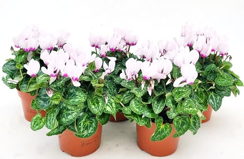 POWERS TO FLOWERS - CICLAMINO PROFUMATO ODORA, 5 PIANTE, VASO 12CM Diametro, piante vere