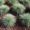 Blauschwingel Gras Samen - ziergras winterhart Festuca glauca - pflanzen für draußen winterhart bodendecker winterhart mehrjährig bonsai samen, deko gras exotische samen balkonpflanzen 300pcs