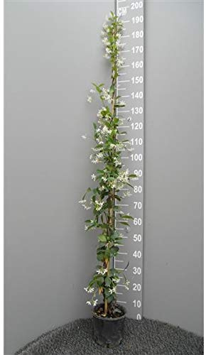 Sternjasmin 120 cm – Immergrün, Duftend & Winterhart | Trachelospermum jasminoides – Kletterpflanze für Garten & Balkon