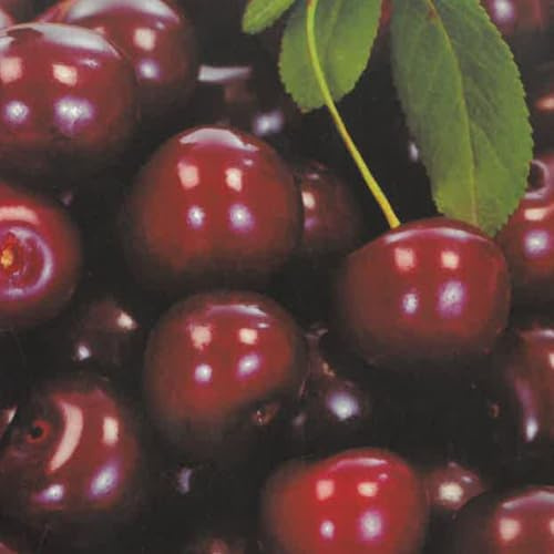 PIANTA DA FRUTTO CILIEGIA FERROVIA in vaso 24 - età 3/4 anni (foto reali)