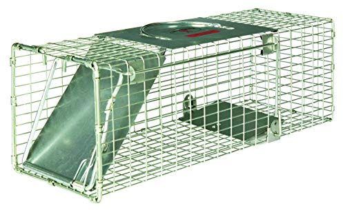 Little Giant® Single Door Live Trap | Racoon Trap | Live Animal Trap | Catches Without Injury | Galvanized Steel Mesh | 18.75 x 6.75 x 6.5 in