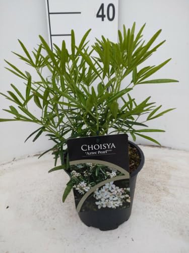 Orangenblume 'Aztec Pearl' (Choisya ternata) – immergrüner Zierstrauch, duftend, 40-60 cm hoch