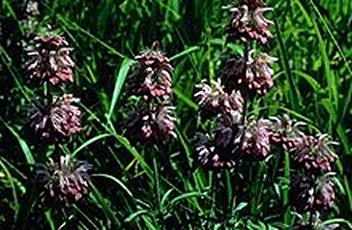 Limón Mint- 200 semillas