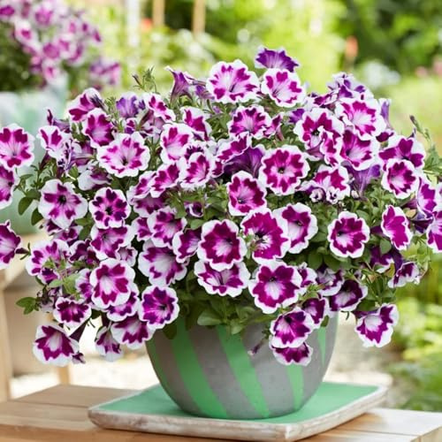 semillas de petunia colgando, cortadas petunia petunia de perennes, decoración de otoño 150pcs