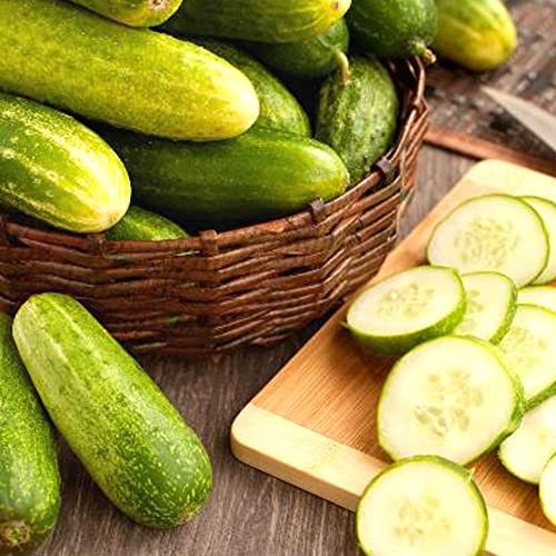Cucumber Marketmore Seeds – Easy to Grow – Home Grown - Fresh & Tasty Vegetables – Rich in Vitamins – for Your Beautiful Garden