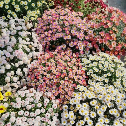 semillas de margaritas - margaritas - trepadoras orgánicas, de primavera Decoraciones jardín exteriores, balcón. Cobertura vegetal macizos, 200semillas