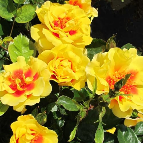 Rose 'Peter's Persica' - Award-Winning Climbing Rose with Vibrant Yellow Blooms - Disease-Resistant and Compact Patio Climber - 1x Bareroot by Thompson & Morgan (1)