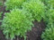Confezione originale 5g 2100 pezzi + Big foglia indivia, semi di ortaggi selvatici, semi indivia pianta fai da te giardino di casa:Seeds Only
