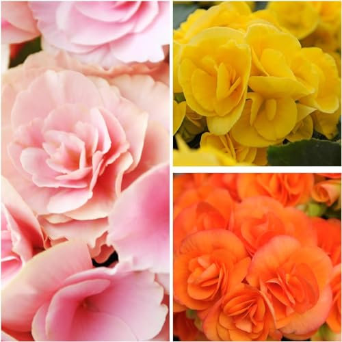 Collection de Double soleil de bégonias, mélange de 3 tubercules de bégonias de Hollande, de vrais grands bégonias (sans graines et non artificiels), vivaces pour pots et balcons, non rustiques.