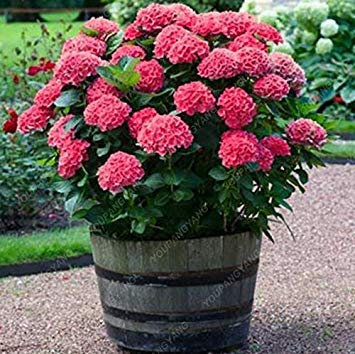 Graines d'Hortensia Hortensia bleu Graines de fleurs d'Hortensia de Chine Graines de bonsaï pour plantes de jardin à la maison Jaune clair Paquet de 100 graines