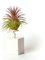 PLANDAIRE Piante Tillandsia Vera Sospesa Ionantha con Supporto - Piante Aeree Vive - Pianta Figlia del Vento Pianta Vera da Interno - Air Plant - Piante da Casa Piante d'Aria (Bianco)