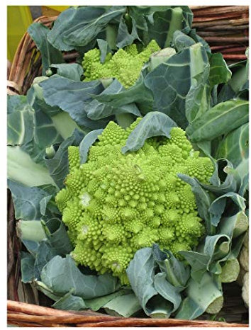 PREMIER SEEDS DIRECT - Italian Cauliflower - ROMANESCO OTTOBRINO - 4.5 Grams