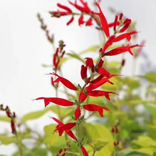 Semillas de salvia, de jardín de rocas resistentes Salvia japonica, semillas de silvestres 30pcs