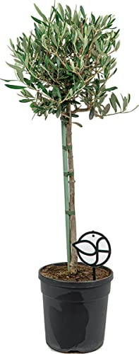 Árbol de Aceituno Natural Planta Viva 50cm