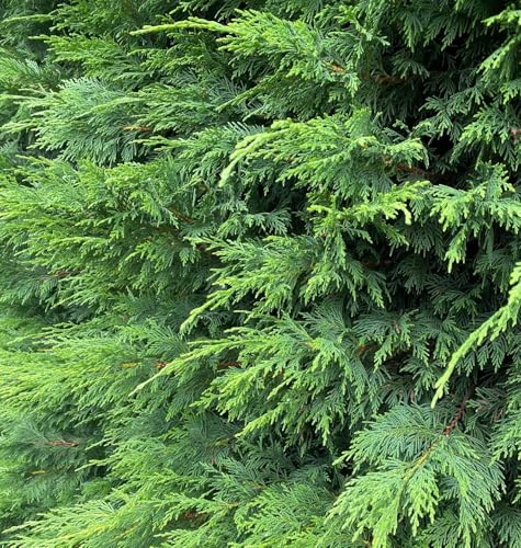 Direct Plants Green Leylandii Cupressocyparis Leylandii Hedging Trees 4-5ft Supplied in 3 Litre Pots