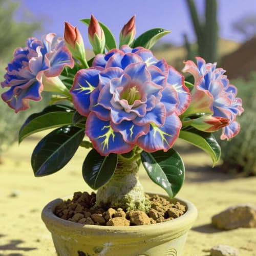 Adenium obesum bulbi,Piante perenni,Rosa del Deserto pianta vera,resistenti al freddo,Adenium obesum pianta,Tagliare,bulbi rosa del deserto(non artificiali)-1bulbi-B