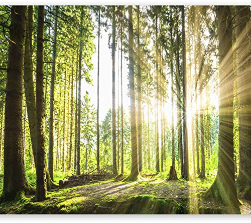 murando - Vlies Fototapete Wald 3D 350x256cm Foto Tapete Wohnzimmer Vliestapete XXL Motivtapeten Bildtapete 3d Effekt Wand Dekoration - Landschaft Natur Grün Bäume Sonnenuntergang c-B-0098-a-b