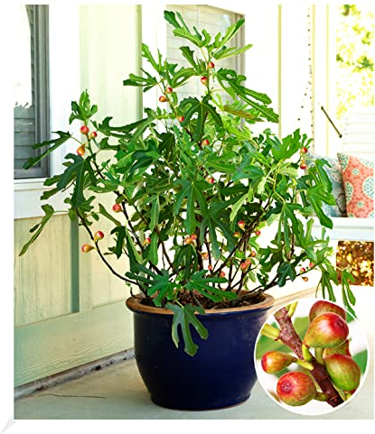 BALDUR Garten Mini Feigenbaum Little Miss Figgy, 1 Pflanze, für windgeschützen Standort, Naschgarten, winterhart, trockenresistent, blühend, Ficus carica