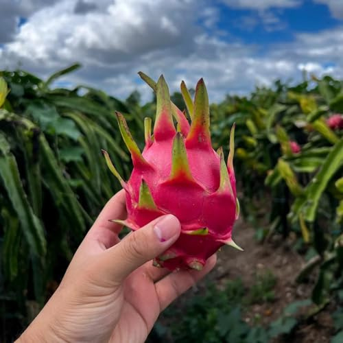 200 piezas Pitaya, semillas de fruta del dragón sala de estar con decoración de frutas frescas Semillas de fruta del dragón para plantar semillas de árboles, plantas para lugares soleados