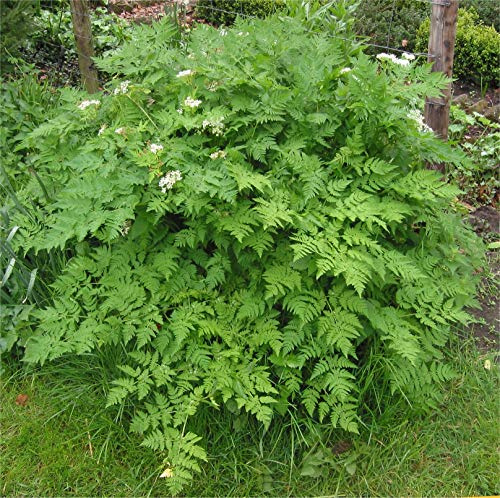 Winter Chervil Herb Seeds, Cool Shade Tolerant Annual, 200 Count Seed Pack