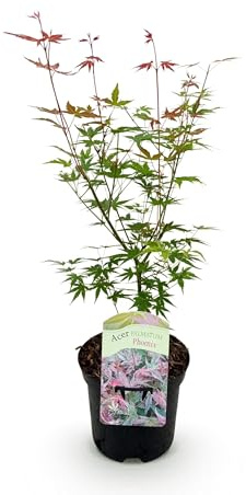 Terrassväxt - Japansk lönn - Acer palmatum Phoenix - Rosa - 1 växt - Lövfällande - 60-70cm - Ø25cm - Trädgårdsväxt