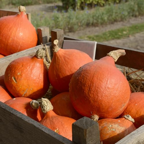 semillas de calabaza - Decoraciones de jardín exteriores trepadoras decoración rara en jardín, resistentes, vida decoración sala estar 12pcs
