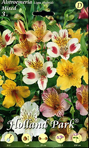 Holland Park bulbi da fiore di molte varietà e colori in sacchetto blister con foto (ALSTROEMERIA LIGTU MIXED 3 bulbi)