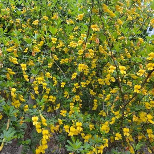 350 pcs ginster winterhart samen, blumen balkon, bonsai samen ginster pflanzen - Cytisus scoparius - blumenbeet, steingartenpflanzen winterhart wildblumensamen, balkon blumen, hochbeet