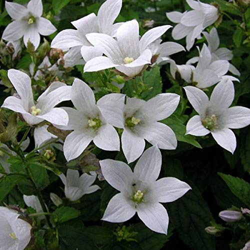 6 x Campanula Carpatica ' Weisse Clips' - Weiße Glockenblume Weiße Clips Topf 9x9cm