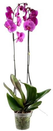 Flor Natural Orquídea Phalaenopsis la Belleza de la Naturaleza en tu Hogar