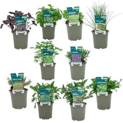 Verdecora Pack de 10 Plantas Aromáticas naturales en maceta de Ø11 cm | Selección Aleatoria de Especies Aromáticas y Culinarias | Hierbas Frescas para Cocina, Jardines y Huertos Urbanos