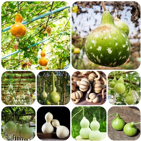 calabaza de botella - Lagenaria siceraria de jardín resistentes calabazas semillas hortalizas orgánicas, variedades tradicionales semillas trepadoras 200semillas