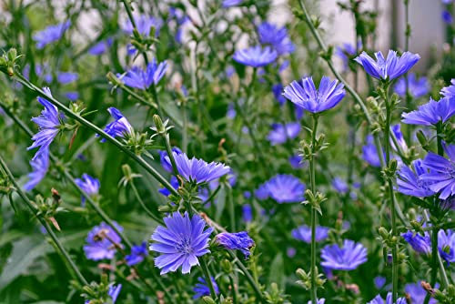 The Manic Botanic - Wild Chicory Seeds - Cichorium Intybus 'Puna ll' X 120 Seeds