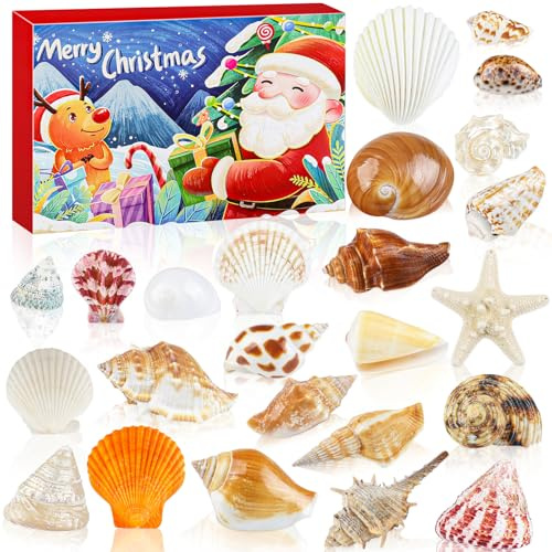 Fangoo 2025 Seashell Advent Calendar 24 Days Christmas Countdown Surprises Various Natural Seashell Starfish Conch for Learning, Collection, Scientific Gift for Shell Ocean Marine Enthusiasts