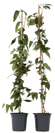 Plant in a Box - Lonicera henryi 'Copper Beauty' - Set di 2 - Caprifoglio - Pianta da giardino - Pianta rampicante - Giallo - ⌀17cm - Altezza 110-120cm