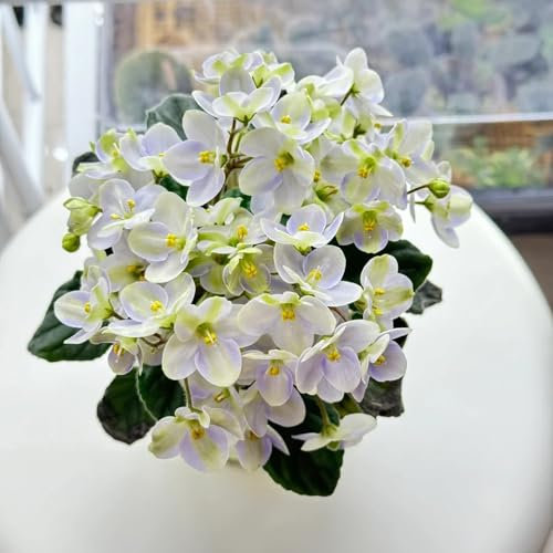 usambaraveilchen pflanzen samen zierblumen blumendeko, wildblumensamen usambaraveilchen samen gartenblumen, zimmerpflanzen samen blumensamen balkon, winterharte kübelpflanzen blumen 600pcs