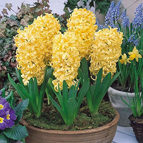 Millthorpe Plant Centre - 3,5,6 or 10 x 'City of Haarlem' Primrose Yellow - Indoor Prepared Hyacinth - Free P&P (5)