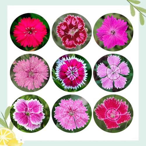 semillas de clavel anual - Dianthus - para parterres balcón decoración interior, perennes cobertura del suelo, resistentes 200pcs